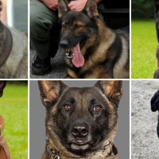 They Went In First: South Carolina’s K9 Protection Law