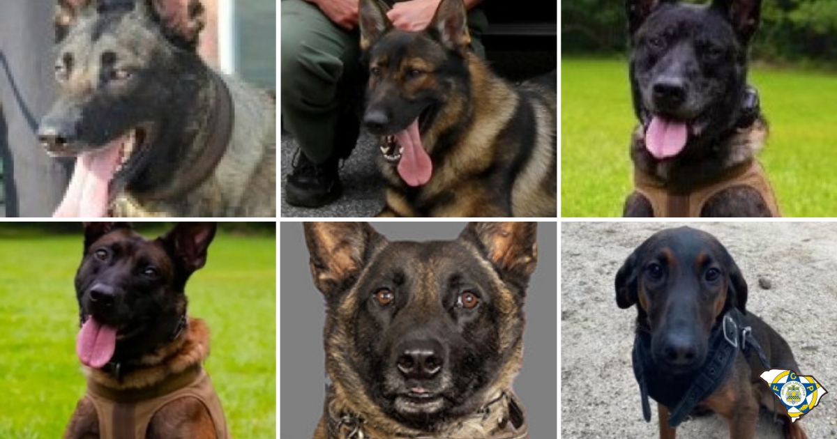 They Went In First South Carolina’s K9 Protection Law