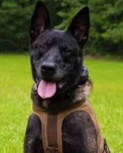Rico (South Carolina Law Enforcement Division)