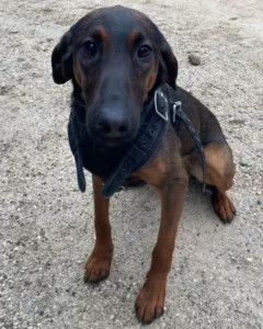 Mikka (Lee County Sheriff’s Office)