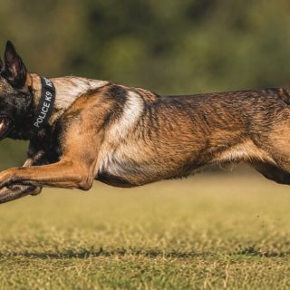 Ceremonial Signing Set for New Police K-9 Protection Law